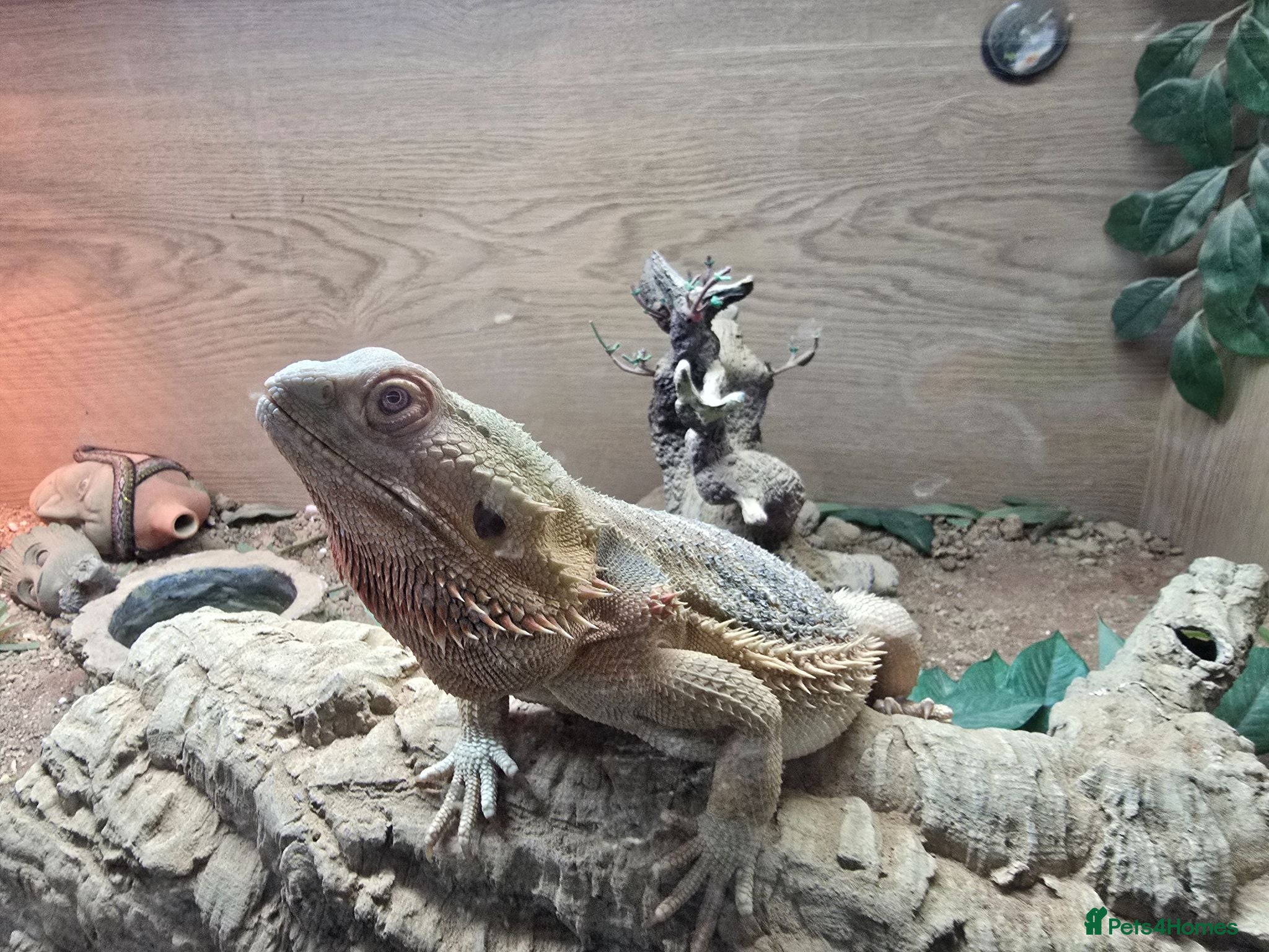 Bearded Dragon reptiles Bearded Dragon lizard and vivarium - Advert 1