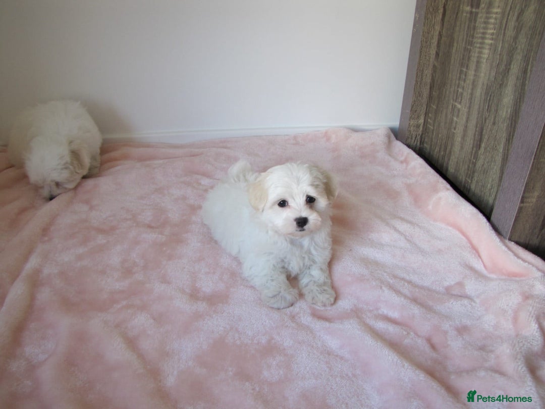 Bichon Frise dogs for sale: Beautiful shih tzu Puppies  male & fe - Advert 4
