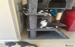 Domestic Shorthair cats for sale: Gorgeous traditional Black and white kittens  - Image 30