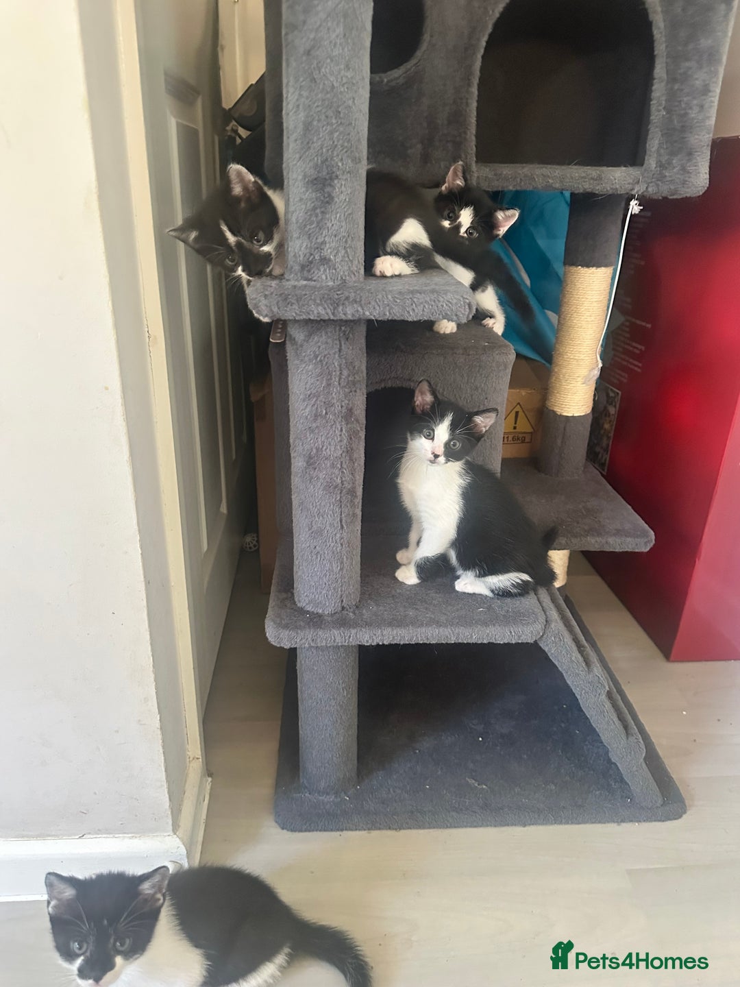 Domestic Shorthair cats for sale: Gorgeous traditional Black and white kittens  - Image 30