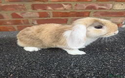 Mixed Breed rabbits for sale: Stunning mixed breed rabbits females  - Image 6