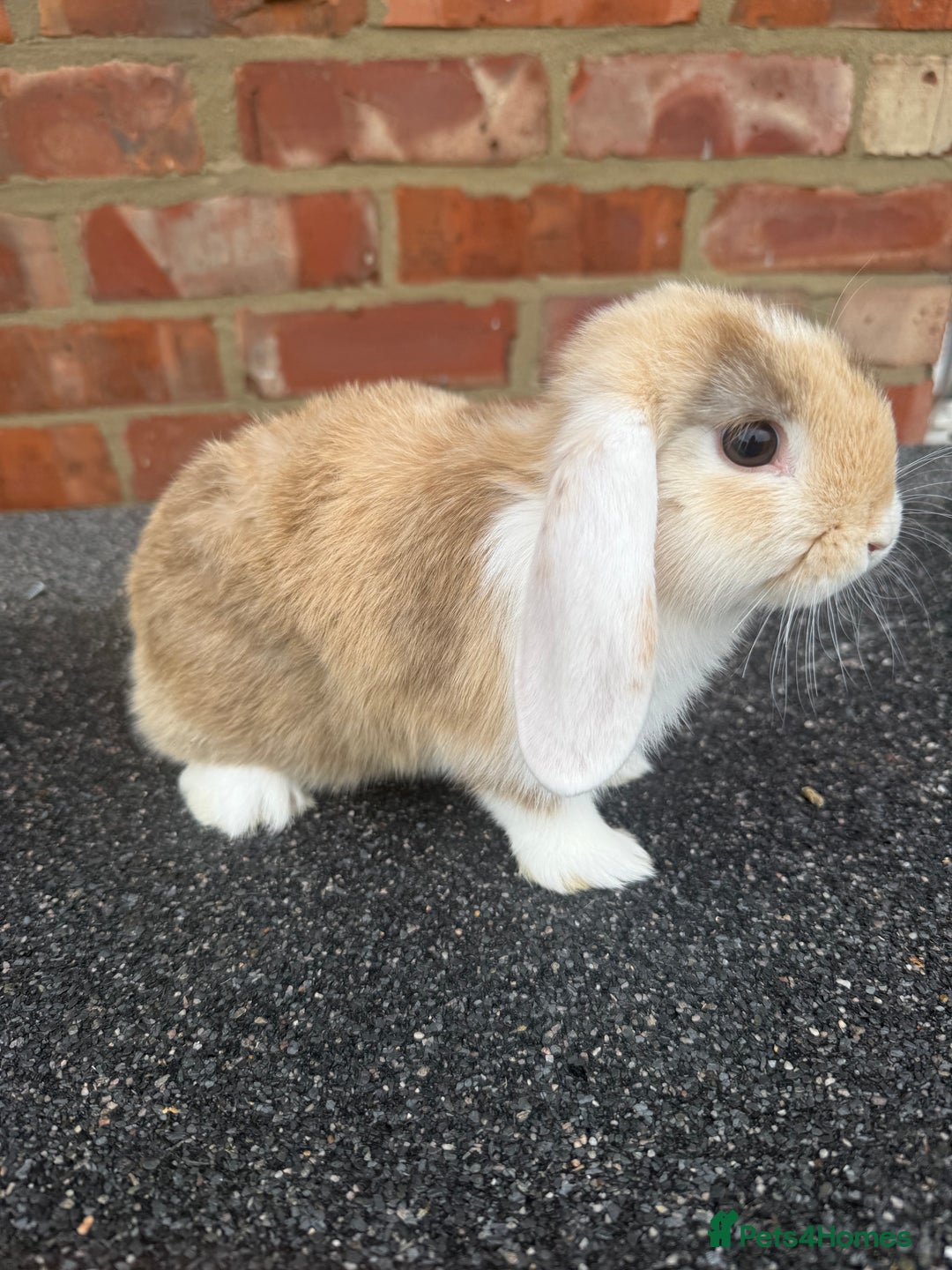 Mixed Breed rabbits for sale: Stunning mixed breed rabbits females  - Image 6