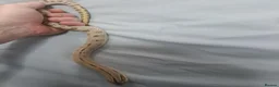 Snake reptiles for sale: 3 hognose snakes - Advert 6