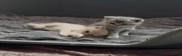 British Shorthair cats for sale: British shorthair kittens in Edinburgh - Advert 5