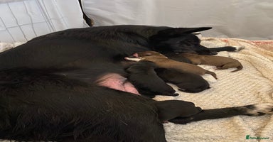 Mixed Breed dogs - Advert 8