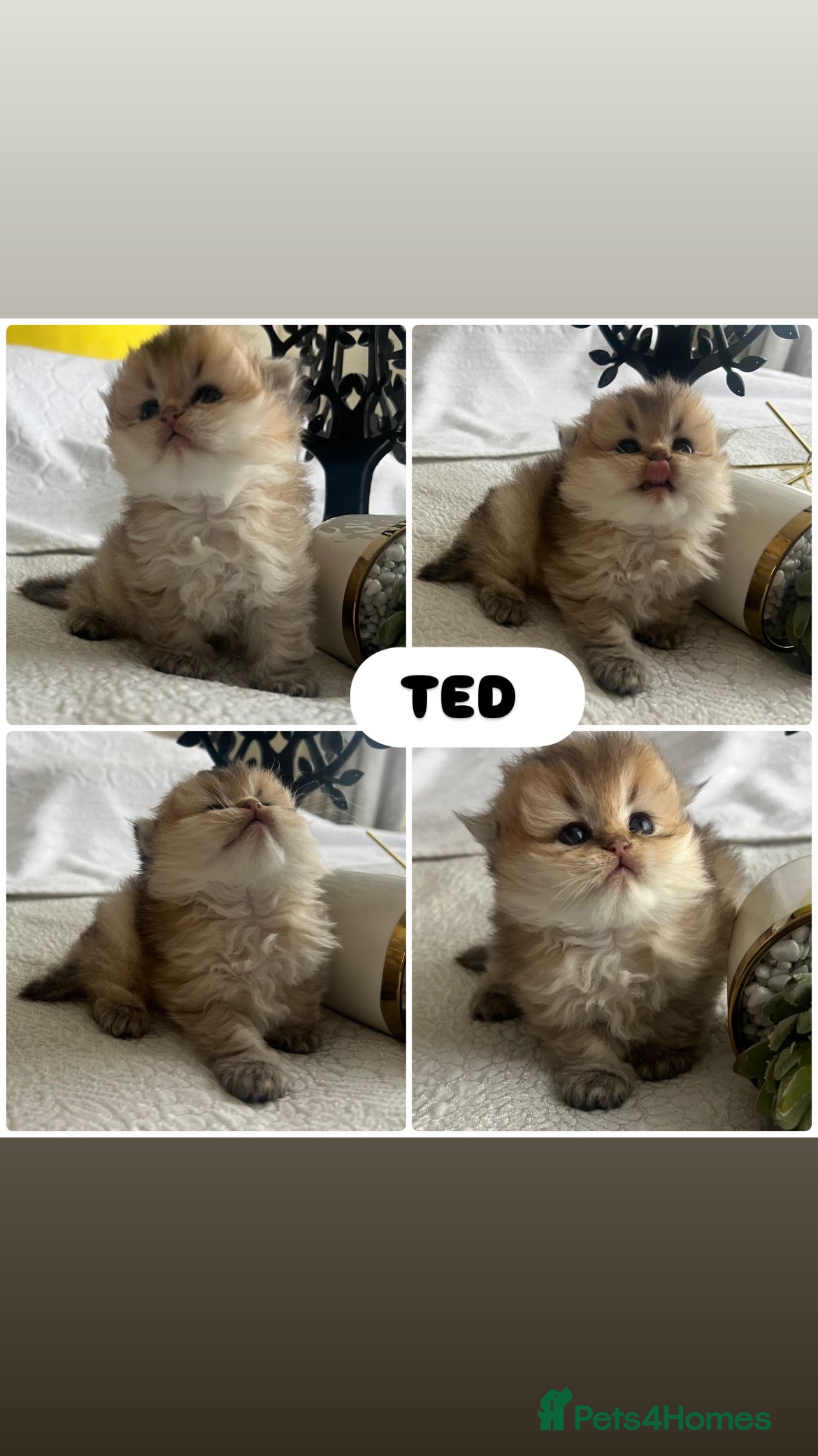 Scottish Fold cats Pedigree SFLH Boy **LAST KITTEN** - Advert 12