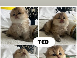 Scottish Fold cats Pedigree SFLH Boy **LAST KITTEN** - Advert 12