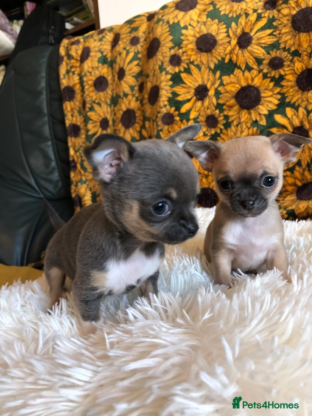Chihuahua dogs for sale: Long haired and short haired chihuahua puppies - Advert 7