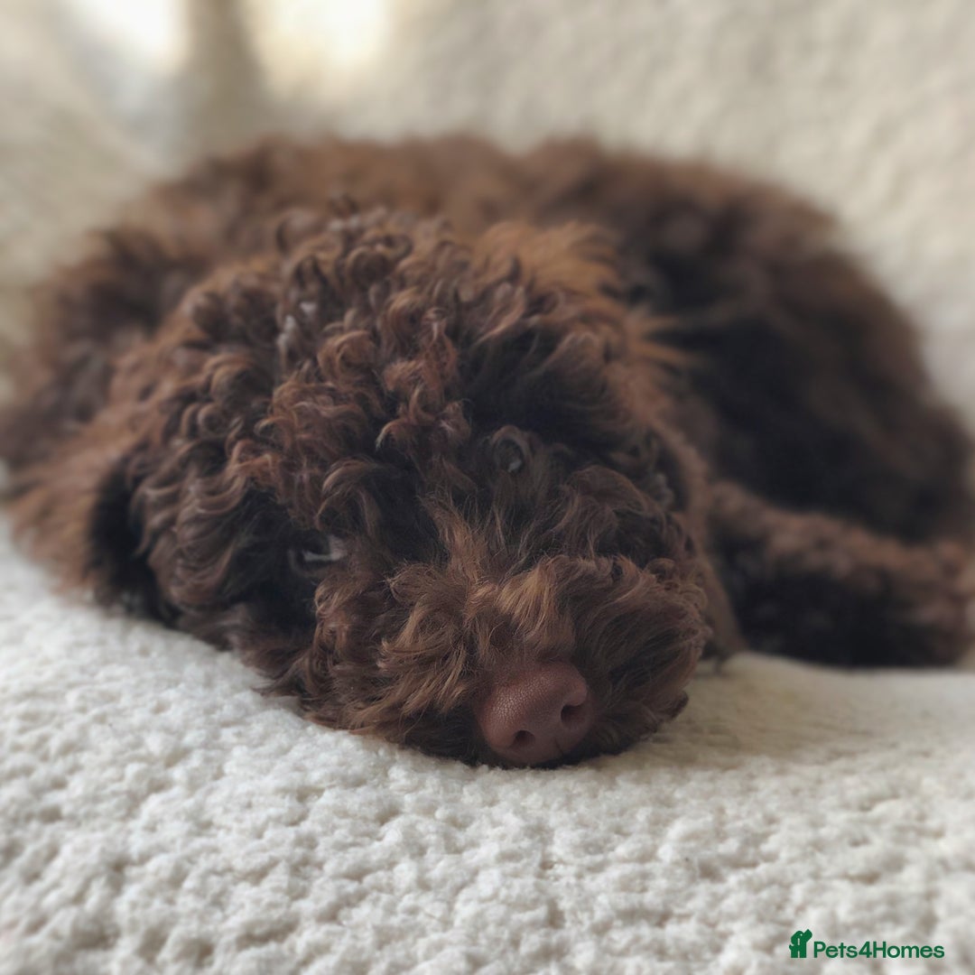 Miniature Poodle dogs for stud: ✨ Miniature Poodle Available for Stud – Proven ✨ - Advert 4