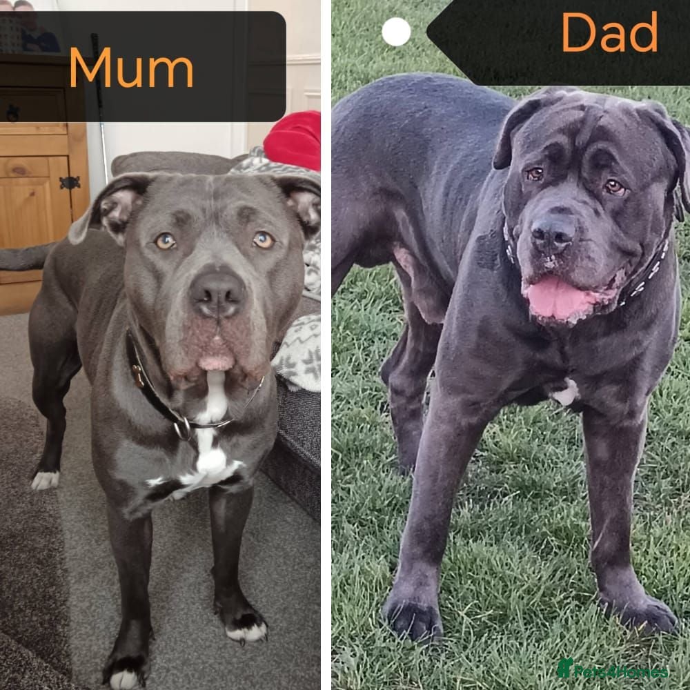 Cane Corso dogs 💎Cane Corso Pup,💎 READY TO GO 💎 - Advert 1