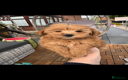 Maltipoo dogs for sale: Red/Apricot female maltipoo puppy  - Image 4