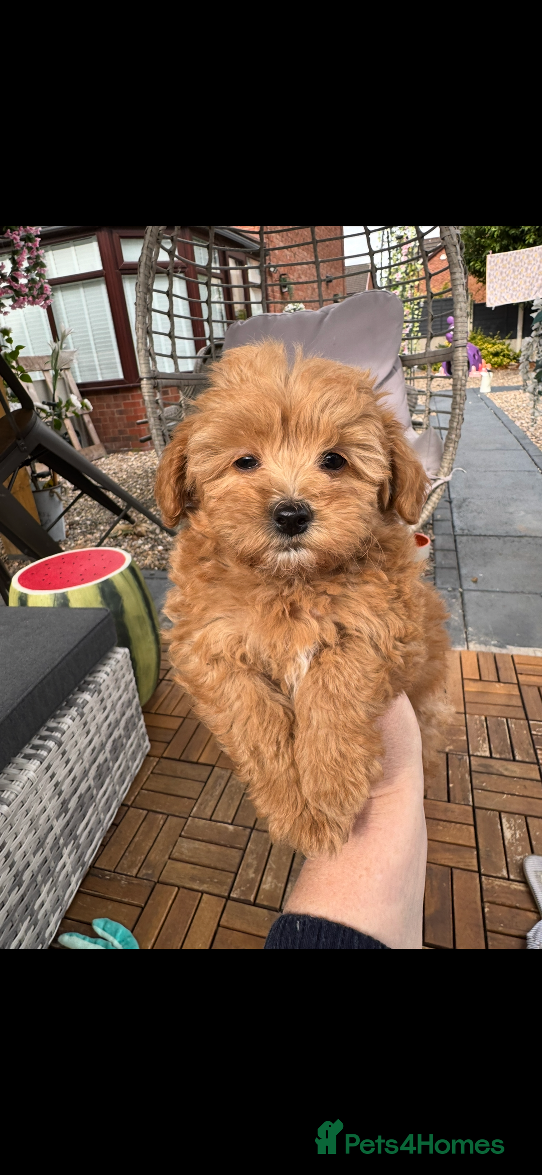 Maltipoo dogs for sale: Red/Apricot female maltipoo puppy  - Image 4