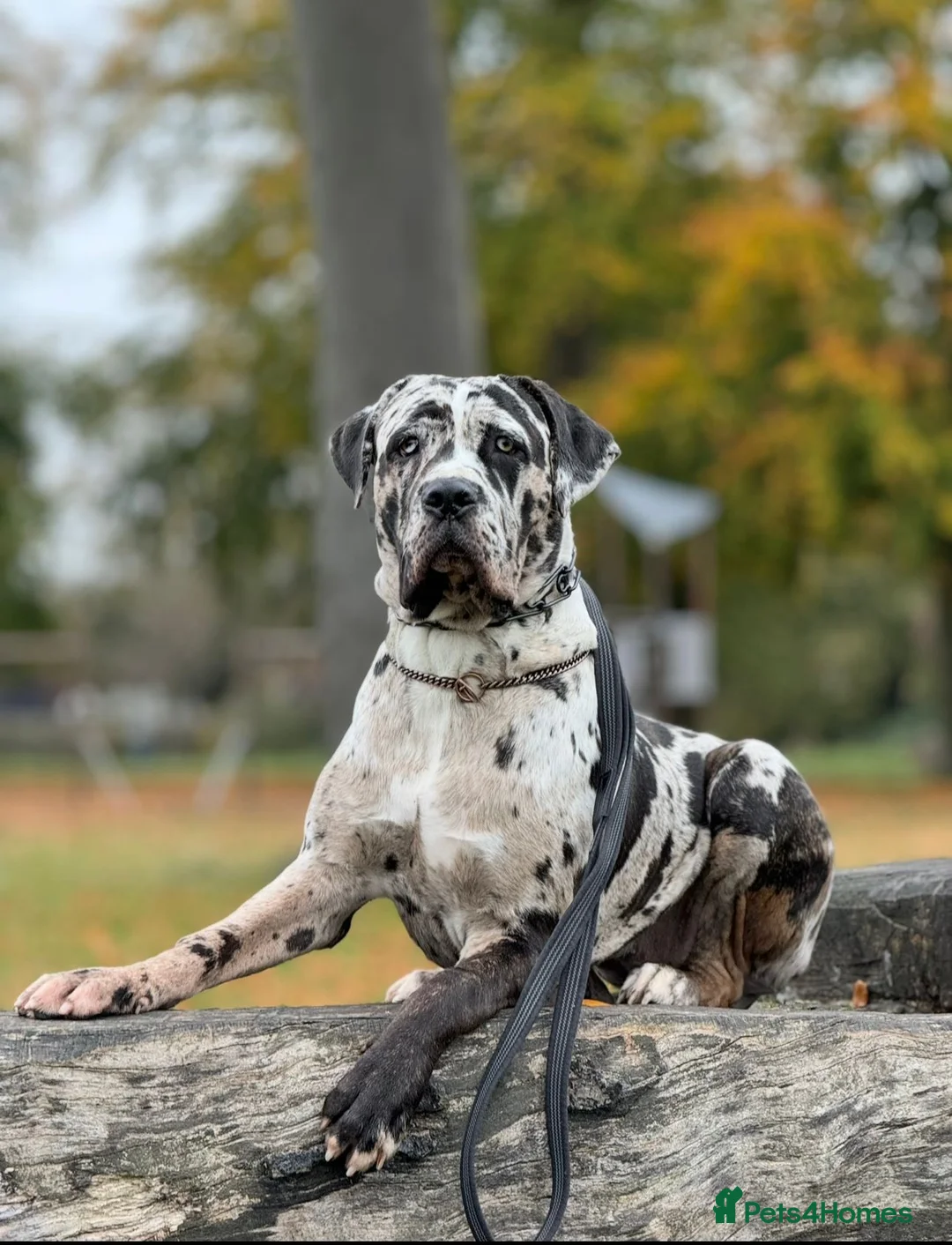 Cane Corso dogs for sale: Male cane corso pup  in Cockermouth - Advert 3