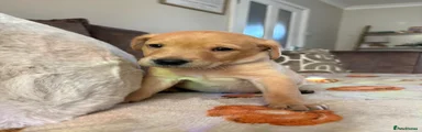 Labrador Retriever 2