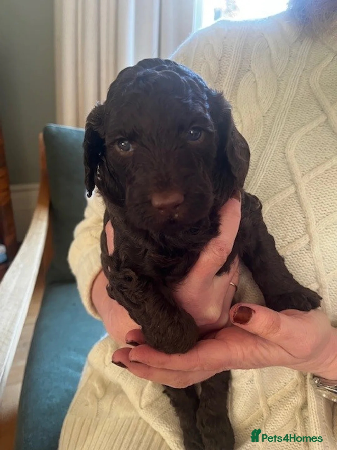 Cockapoo dogs for sale: Adorable F2B Cockapoo puppies - Advert 15