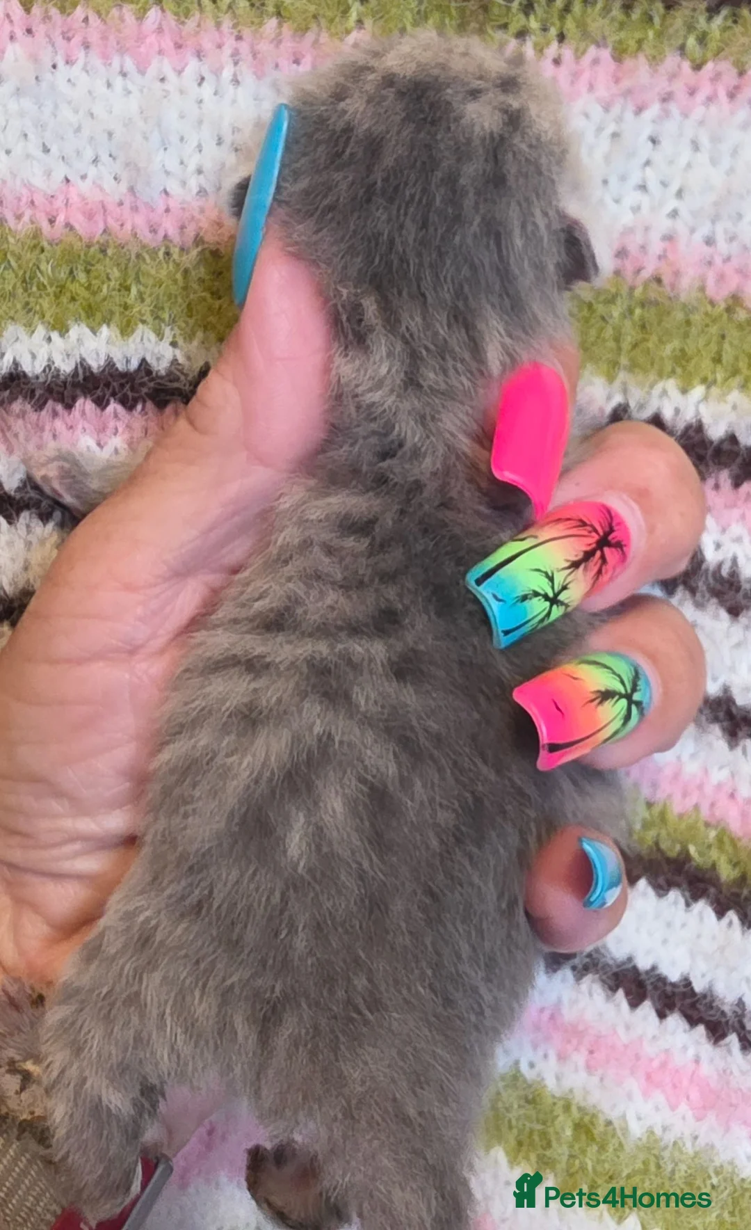 British Shorthair cats for sale: GCCF reg british shorthair kittens - Advert 9