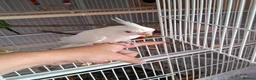 Cockatiels birds for sale: 2 Silly tame cockatiels proven show pair budgies  - Advert 8