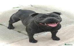 Staffordshire Bull Terrier dogs for sale: Stunning Staffordshire bull terrier pups  - Image 12