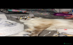 Ragdoll cats for sale: Stunning lynx tabby ragdoll  - Image 4