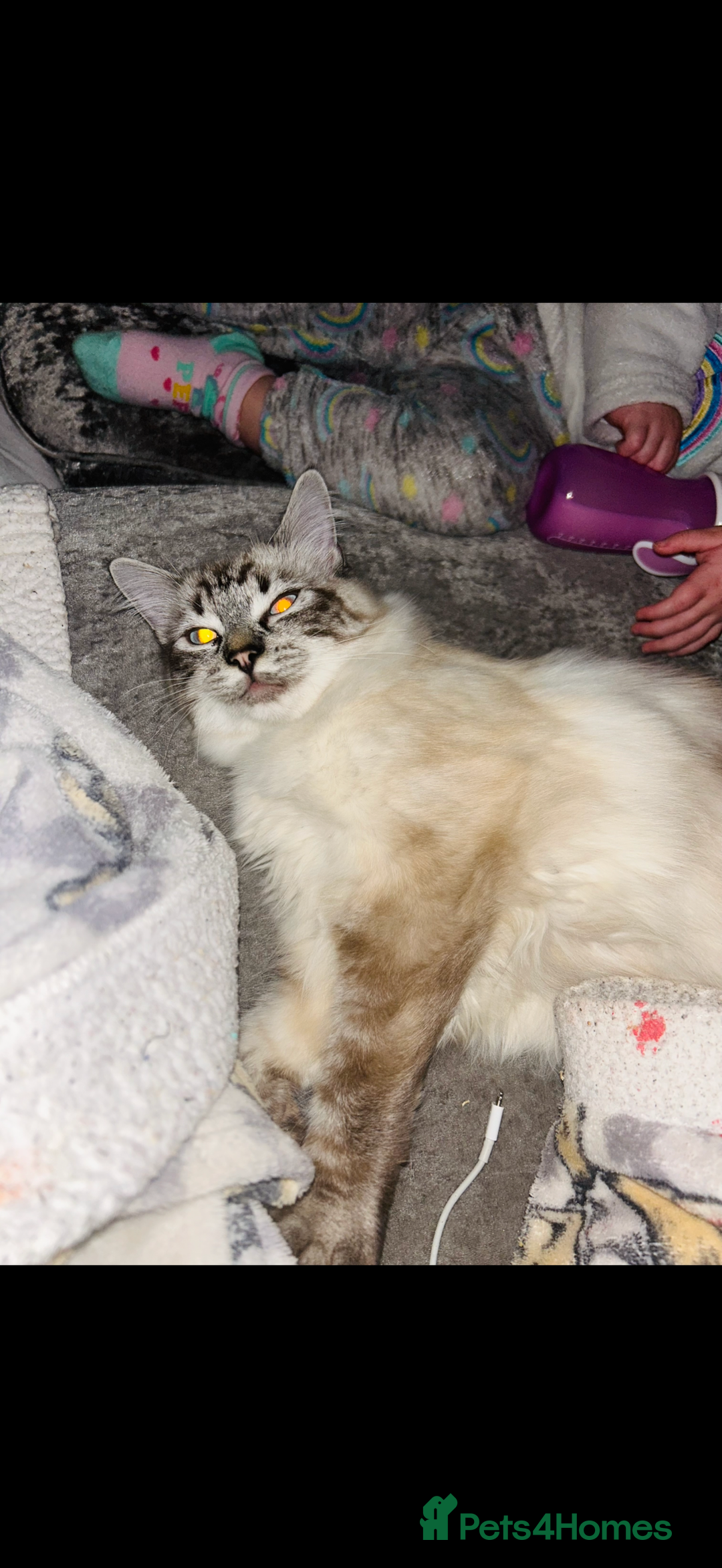 Ragdoll cats for sale: Stunning lynx tabby ragdoll  - Image 4