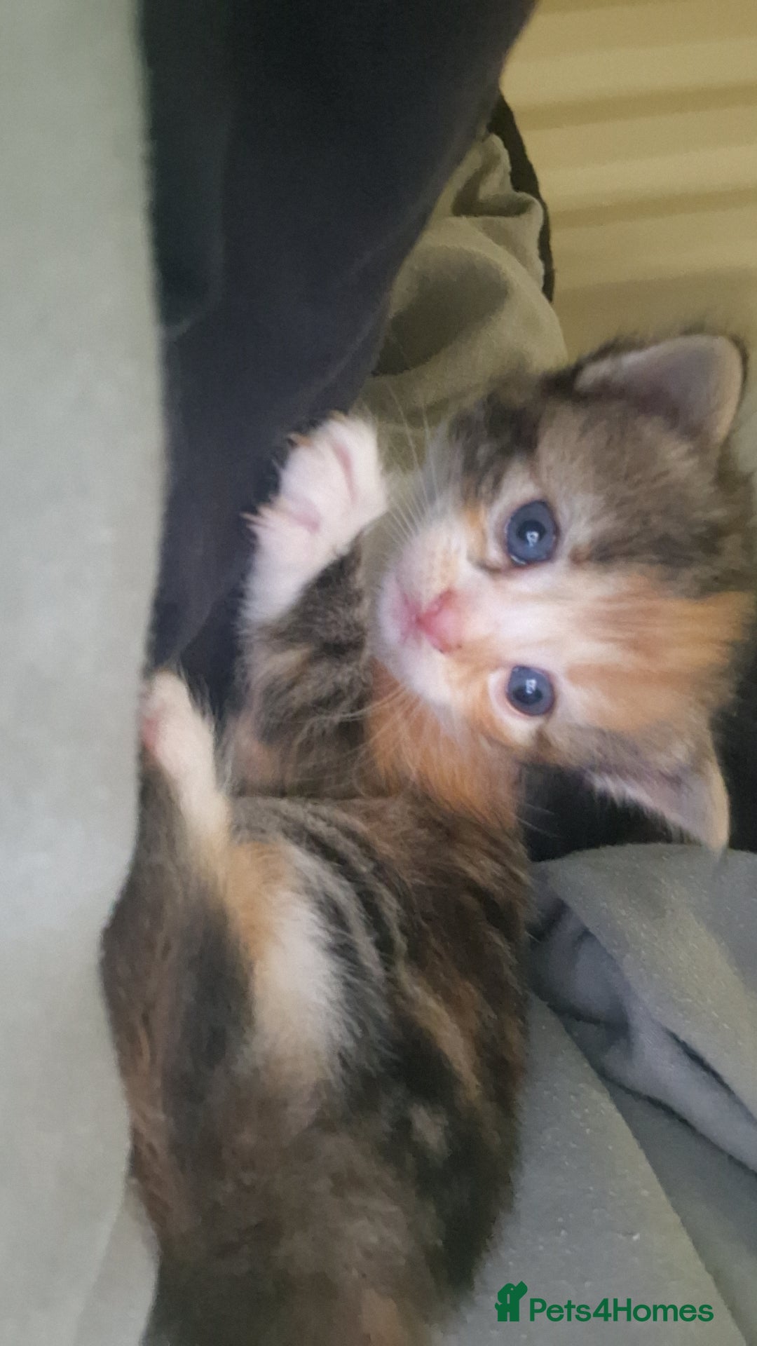 Mixed Breed cats for sale: 5 beautiful kittens for sale 🤍 - Image 2
