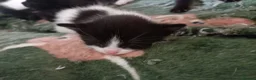British Shorthair cats for sale: Pure tuxedo kittens in Southsea - Advert 6