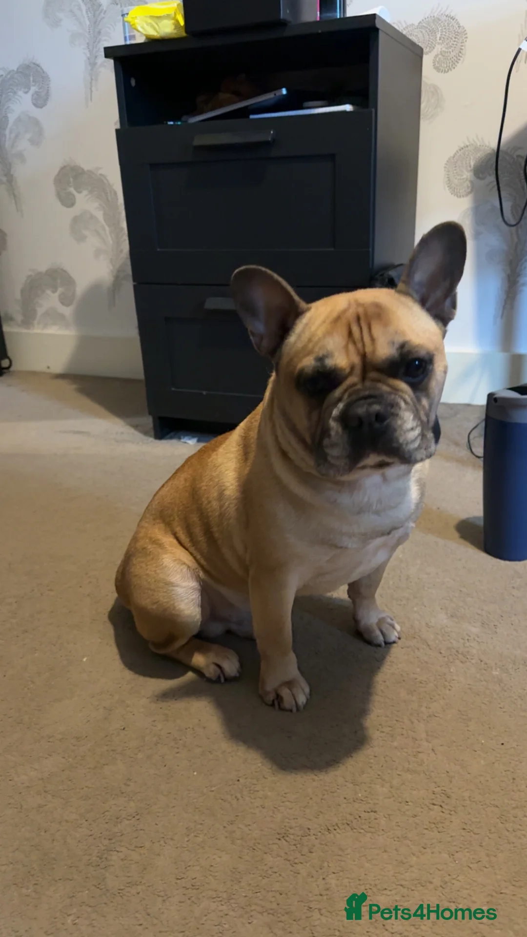 French Bulldog dogs for sale: Hugo 5 Year old French Bulldog - Advert 4