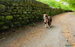 Australian Shepherd dogs for sale: Minature Australian Shepard 1 year old  - Image 2