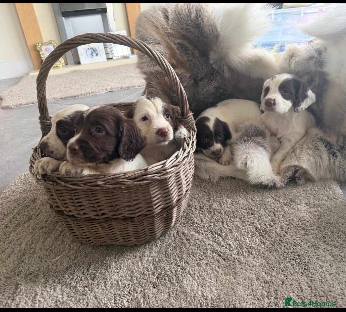 English Springer Spaniel dogs Ftch KC reg springer spaniel puppies  - Advert 2