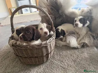 English Springer Spaniel dogs Ftch KC reg springer spaniel puppies - Advert 2