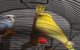 Parrots birds for sale: 2 budgies for £60 - Image 2