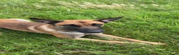 Belgian Shepherd Dog dogs for sale: Milo the mally - Advert 2