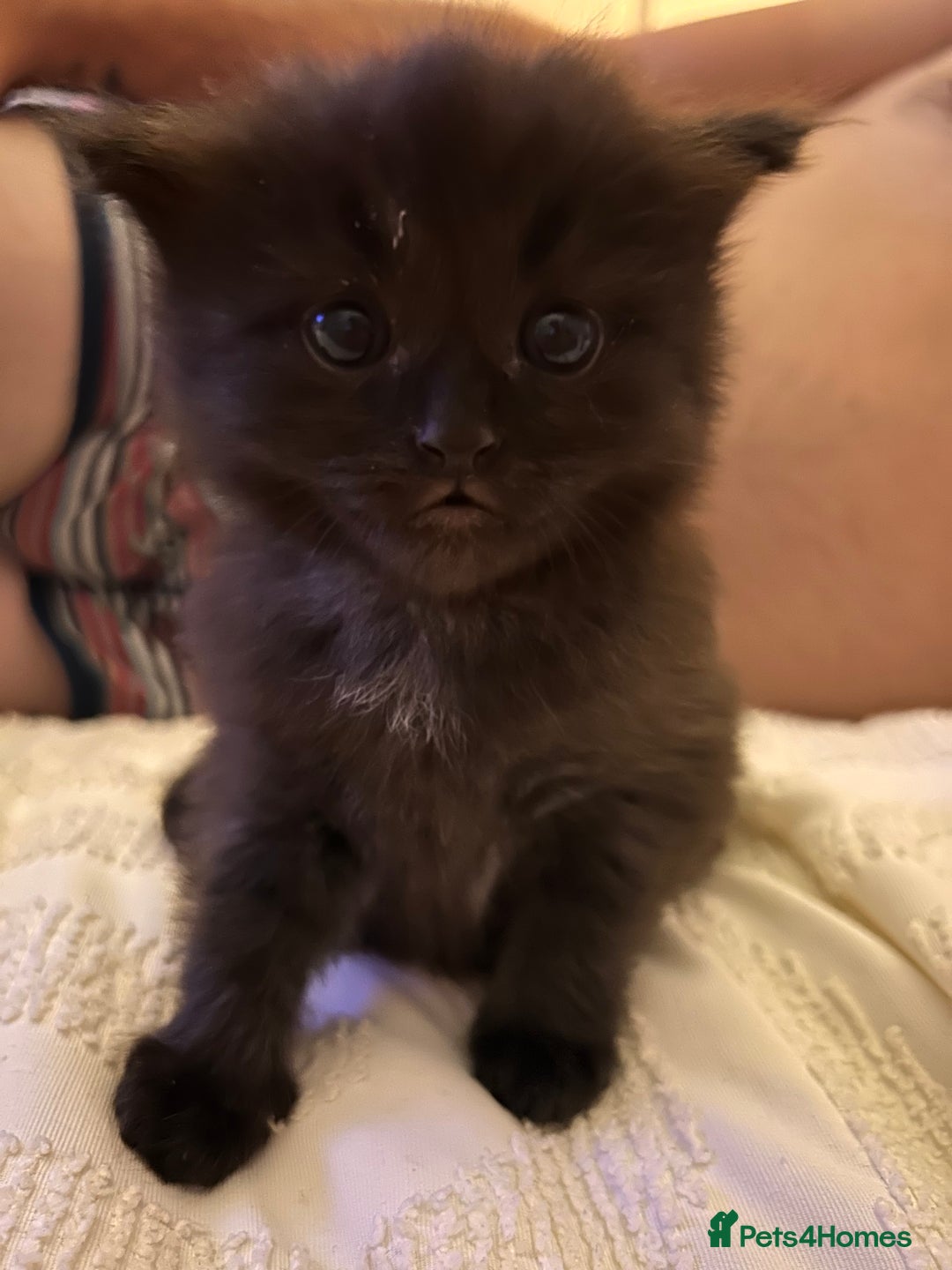 Ragdoll cats for sale: Gorgeous fluffy Ragdoll x kitten  - Image 4