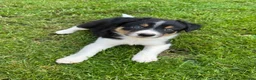 Border Collie dogs for sale: Border collie pups ready to leave now - Advert 19