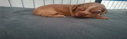 Cocker Spaniel dogs for sale: Cocker spaniel puppies - Advert 15