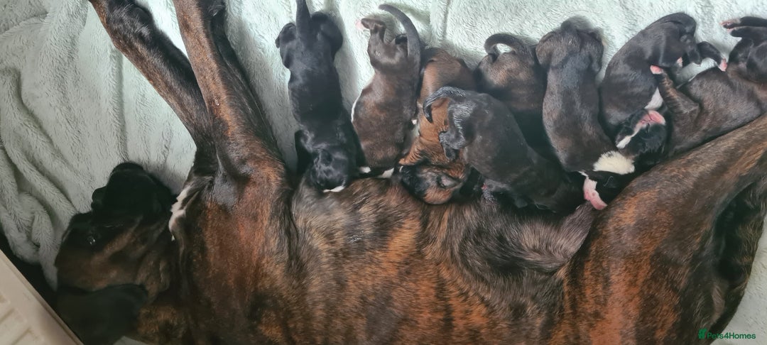 Boxer dogs for sale:  Puppies KC – Exceptional Champion Bloodlines 🐾 - Image 3