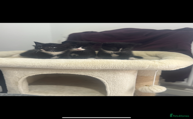 British Shorthair cats - Advert 5