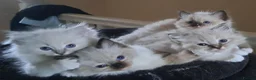 Ragdoll cats for sale: Beautiful litter Of Ragdolls - Advert 11