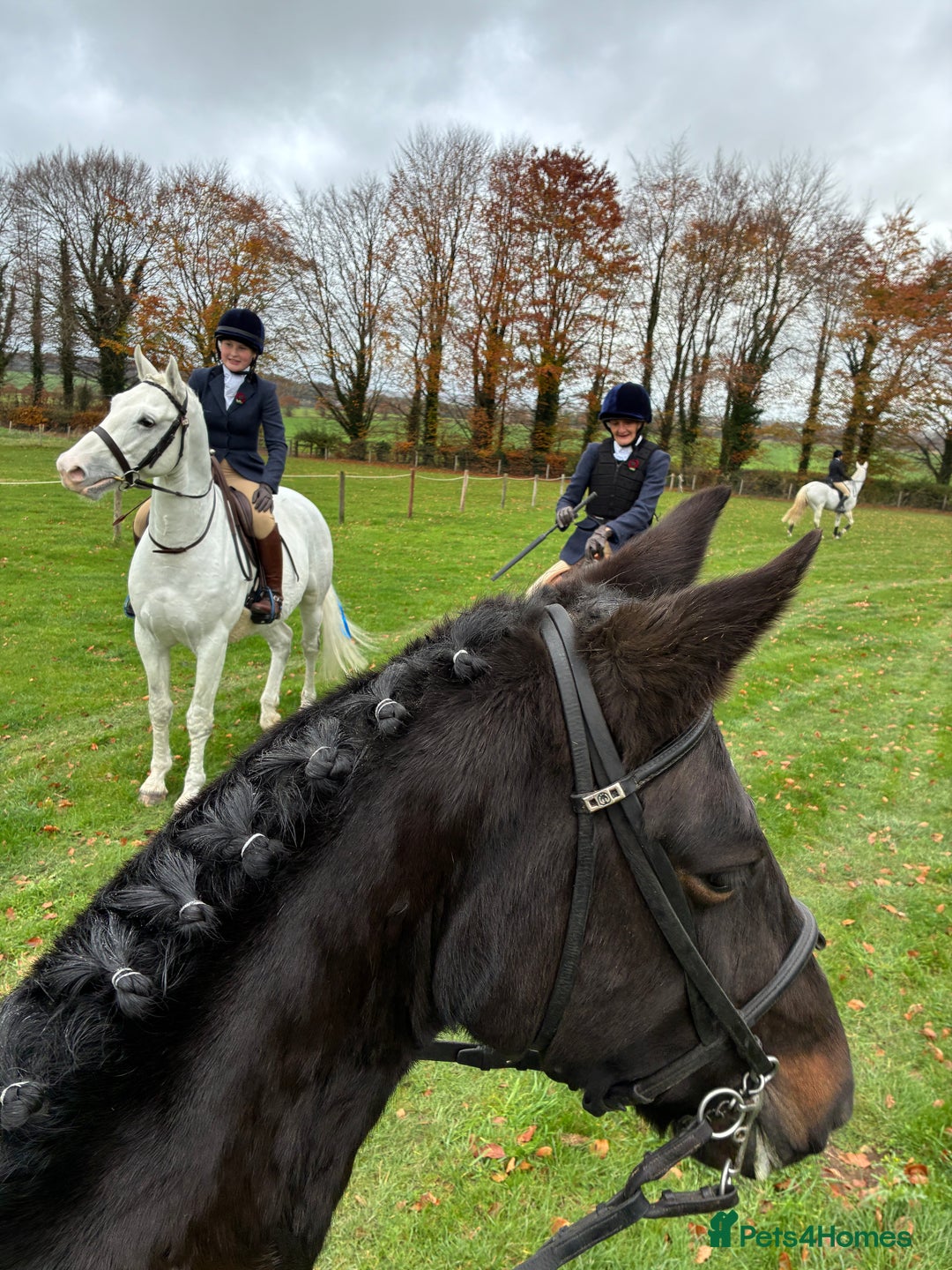 Other Breed horses for sale: Alrounder - Advert 9