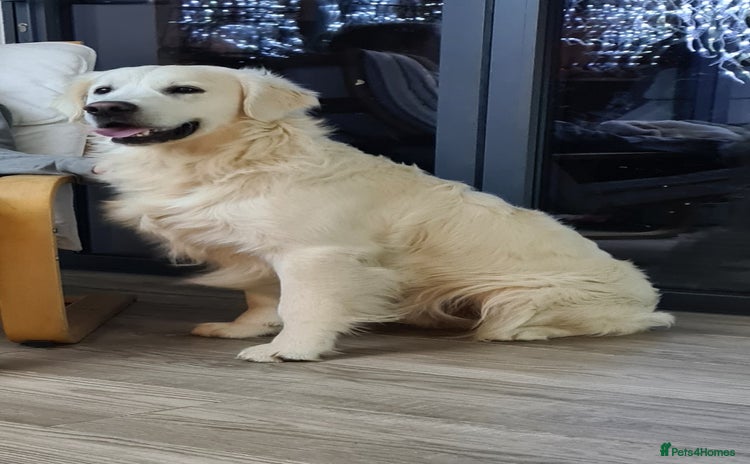 Golden Retriever dogs - Advert 4