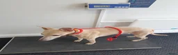 Whippet dogs for stud: Experienced Whippet for stud (KC reg) Dorset. 20" - Advert 12