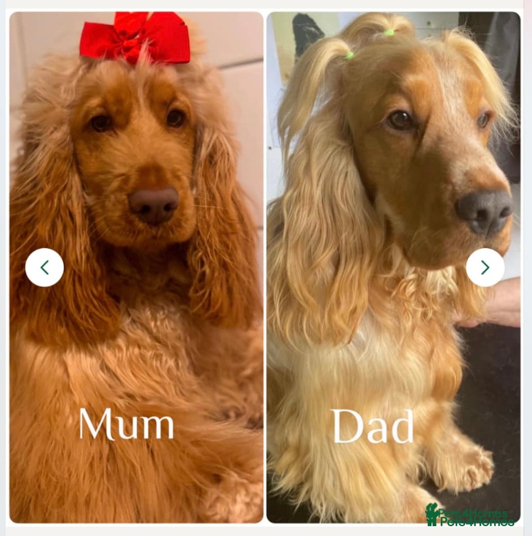 Cocker Spaniel dogs for sale: Cocker Spaniel - Advert 3