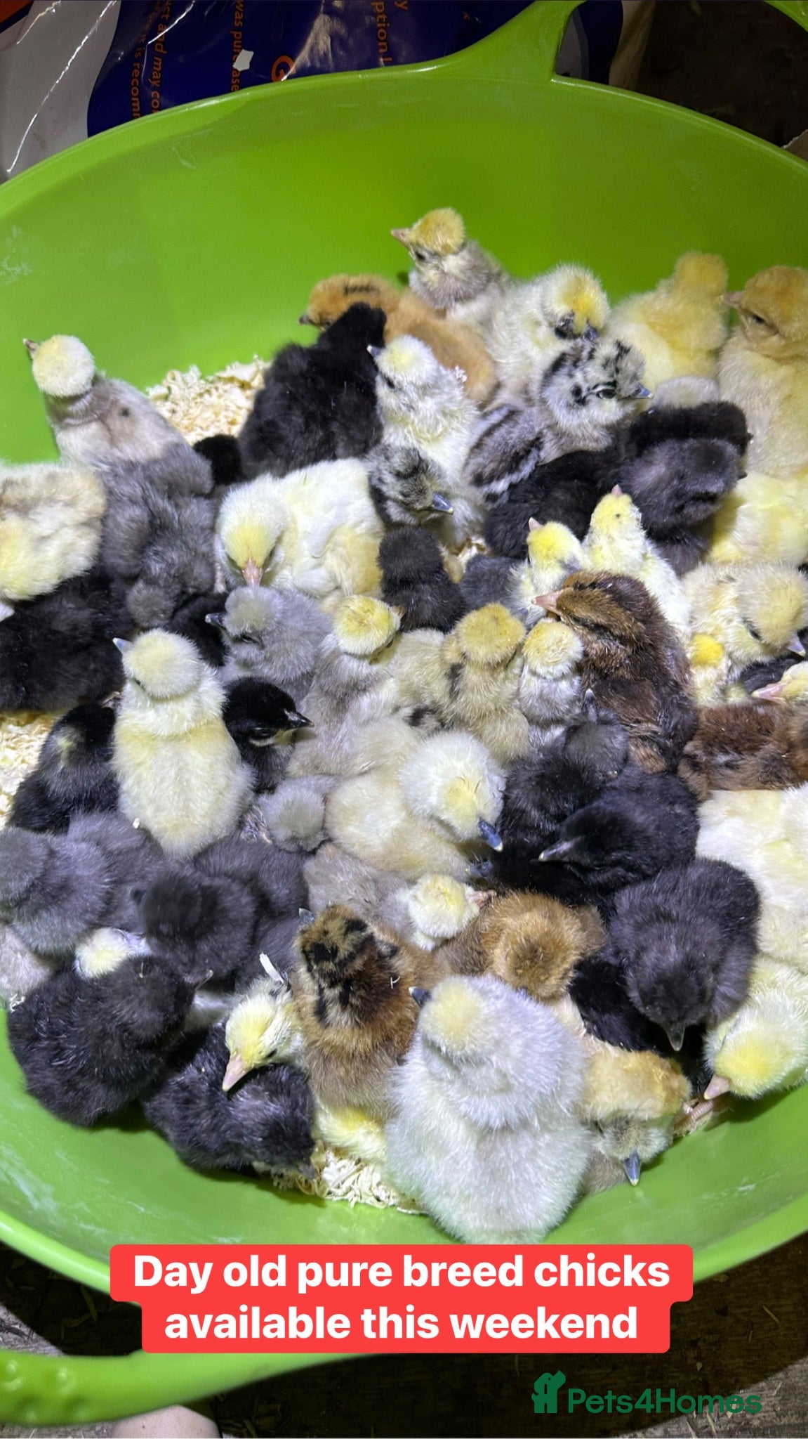 Chickens poultry Pure breed day old chicks  - Advert 1