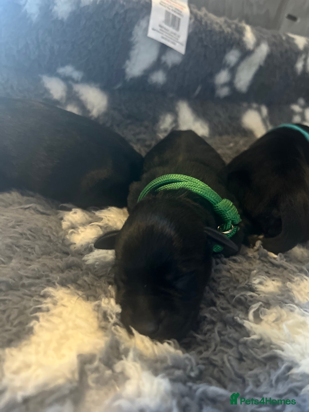 Miniature Schnauzer dogs for sale: Adorable Miniature Schnauzers - Image 5