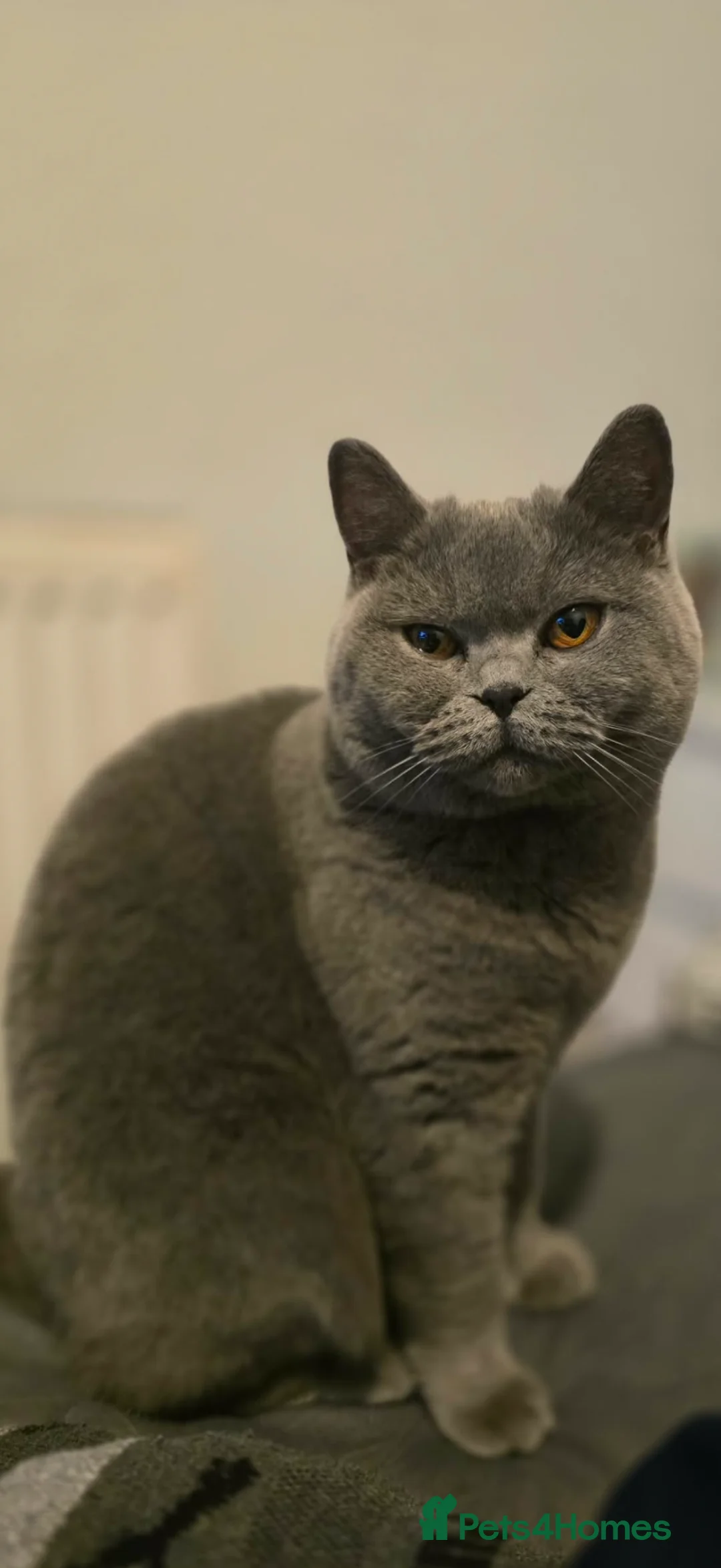 British Shorthair cats for sale: GCCF Reg British Shorthair Kittens - Advert 2