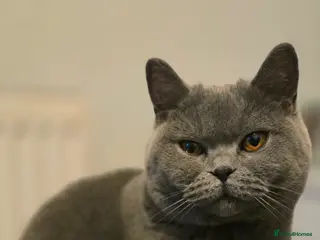 British Shorthair cats GCCF Reg British Shorthair Kittens - Advert 6