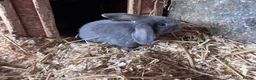 Mini Lop rabbits for sale: 5 beautiful bunnies for sale  - Advert 23
