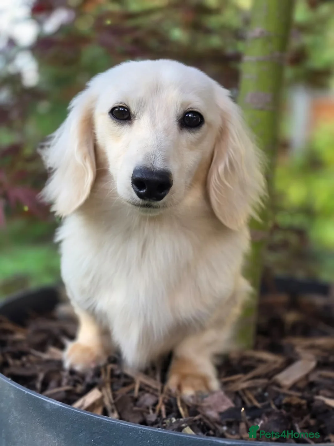 Miniature Dachshund dogs for stud:  ✨Fabulous Frank’furter - e/e I/I Cream L/H KCreg✨ - Advert 5