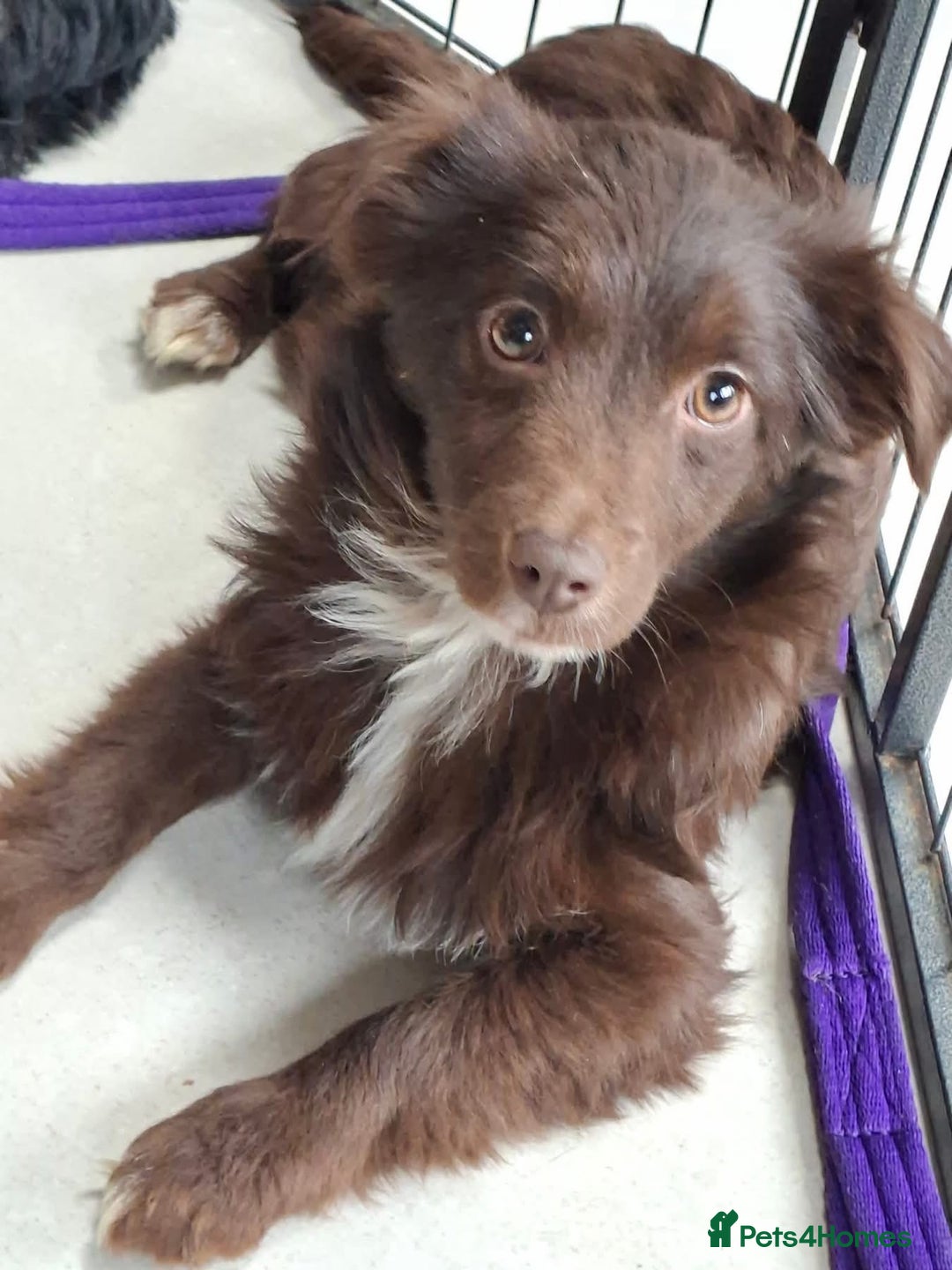 Mixed Breed dogs for adoption: Bear - North Walsham Norfolk  - Advert 12