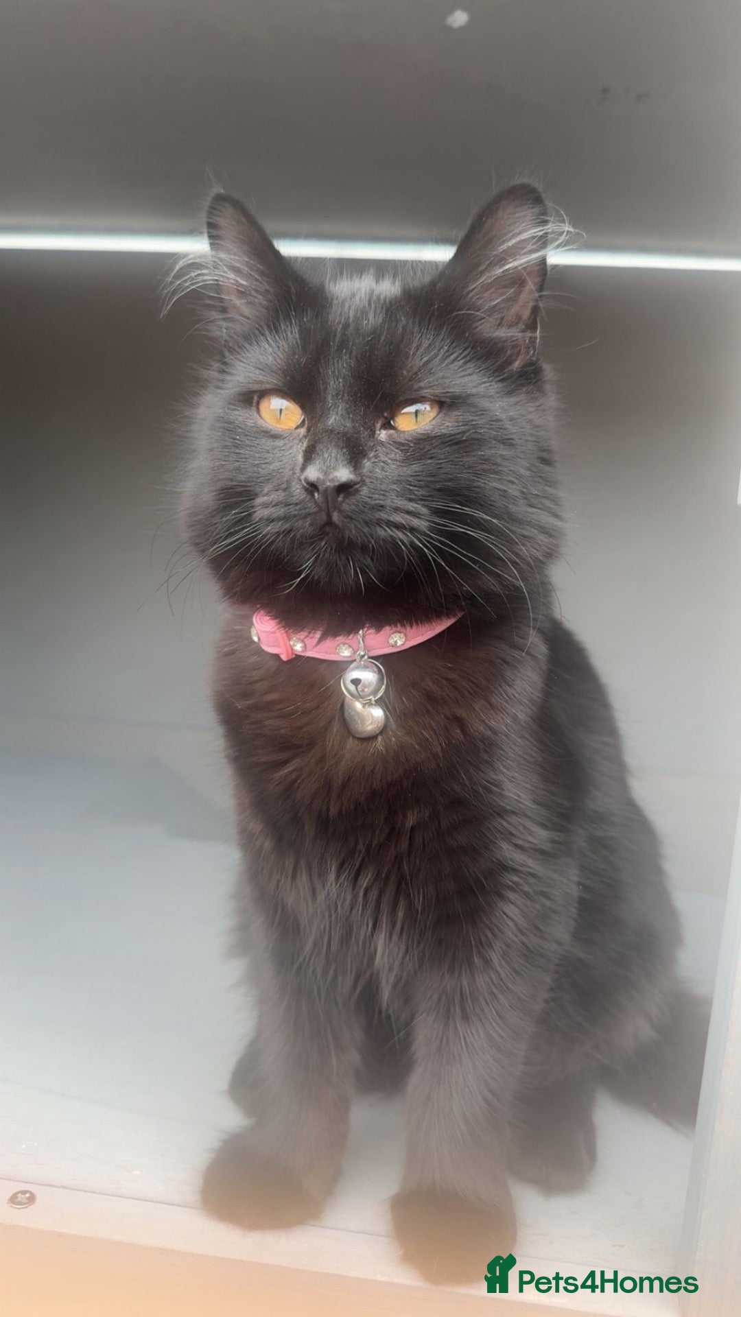 Mixed Breed cats 6 black cats for sale  - Advert 1